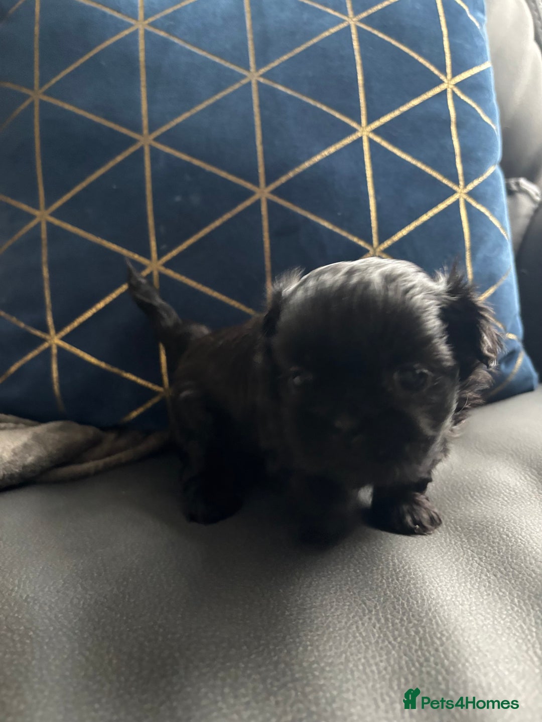 Shih Tzu dogs for sale: 💖 Imperial Shih Tzu Puppies 2 boys and 2 girls - Advert 18