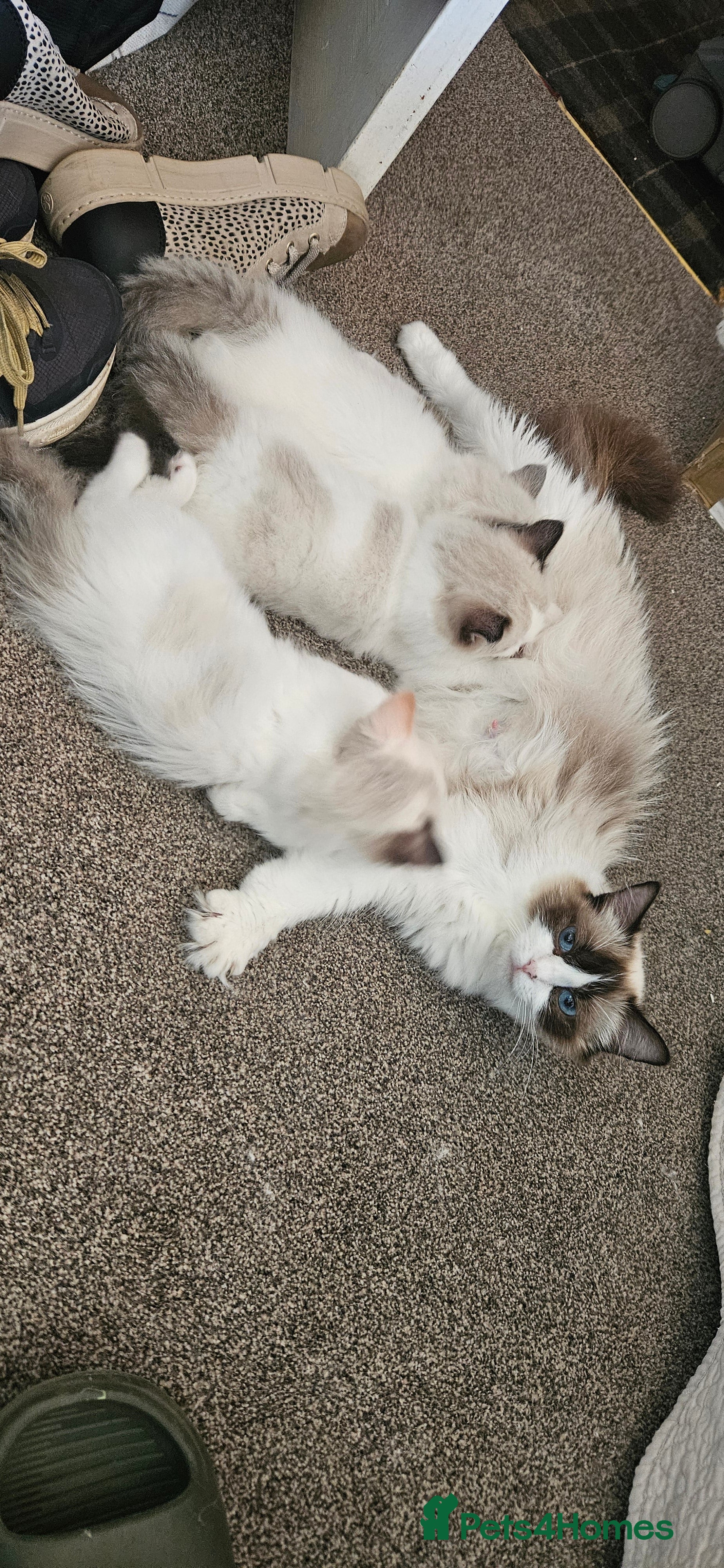 Ragdoll cats Ragdoll kittens  - Advert 2