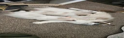Ragdoll cats for sale: Ragdoll kittens  - Advert 5