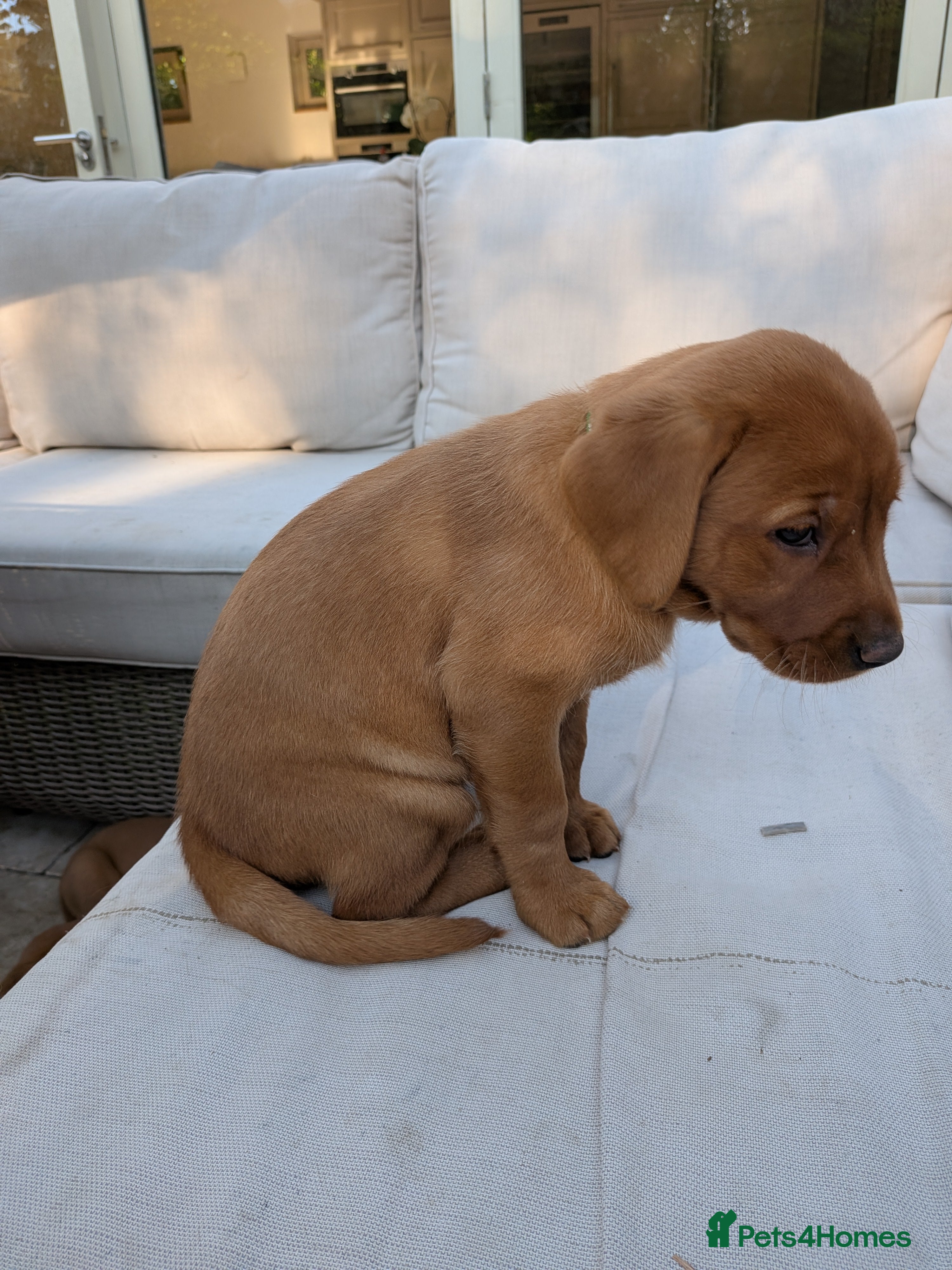 Labrador Retriever dogs KC Registered Fox Red Labrador Puppies - Advert 2