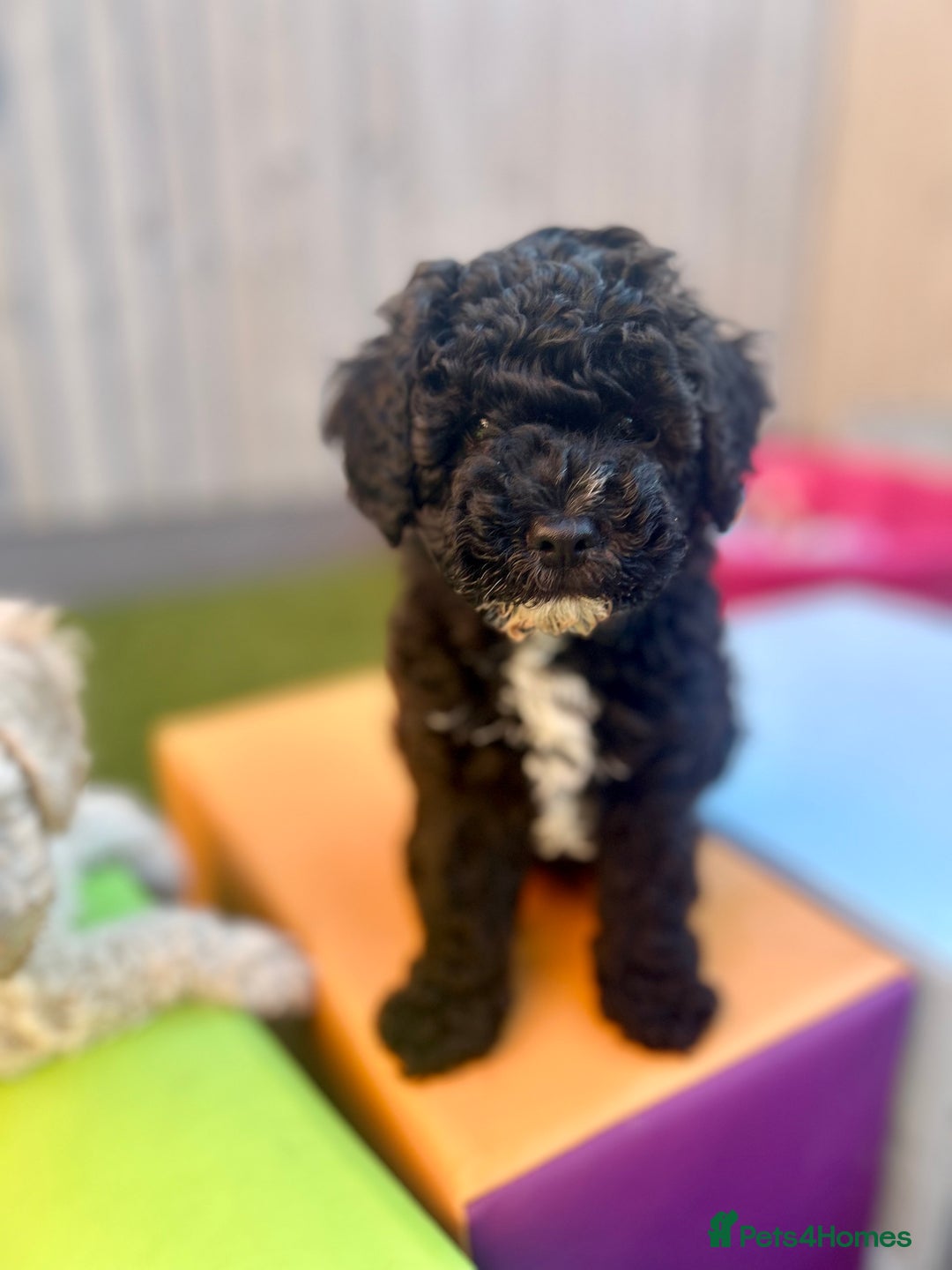 Maltipoo dogs for sale: Stunning F1b Toy Maltipoo puppies  in Bristol - Image 18