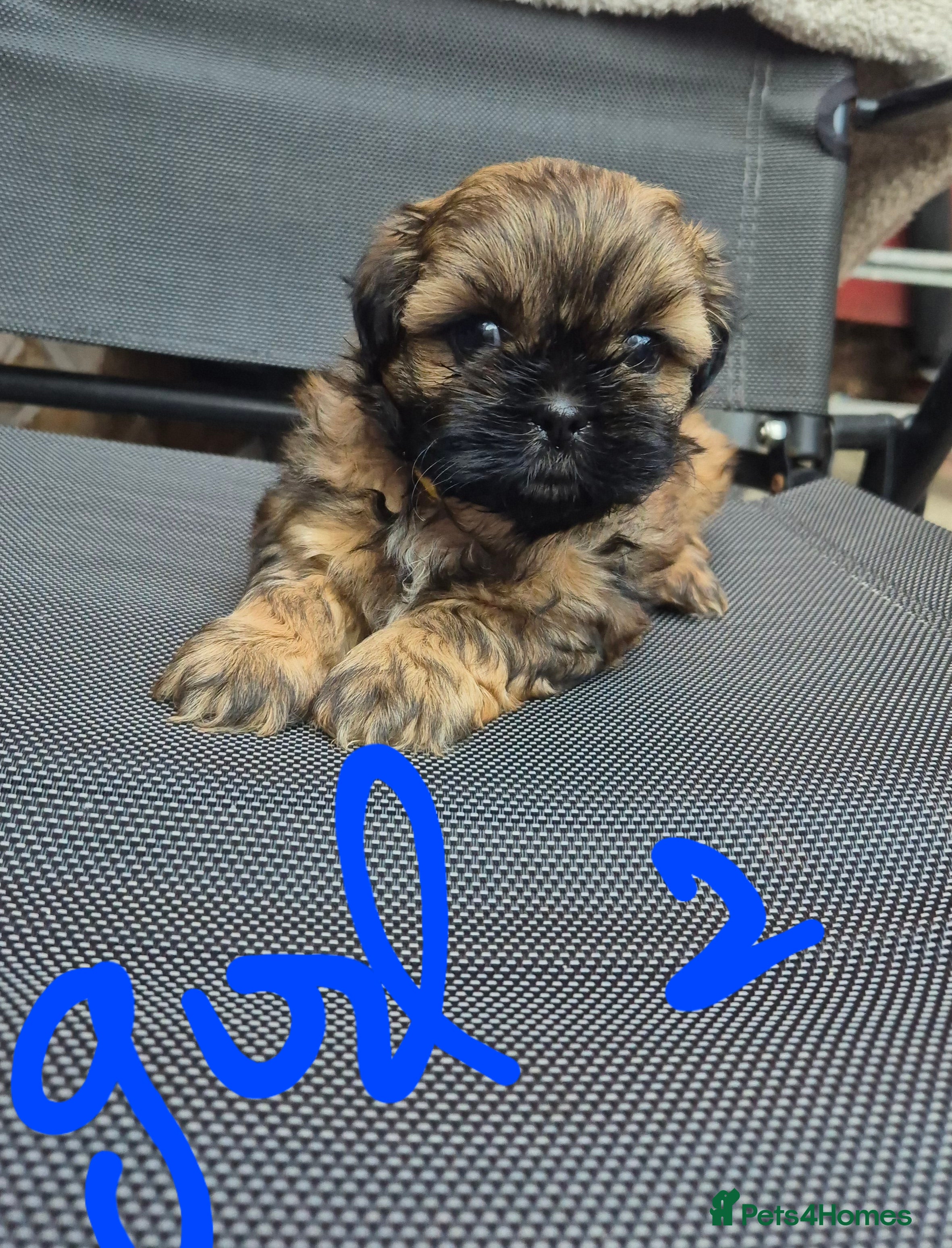 Shih Tzu dogs 5 ShihTzu Puppies for Sale - Advert 19