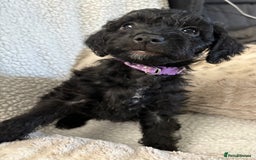 Mixed Breed dogs for sale: Patterdale cross - Image 16