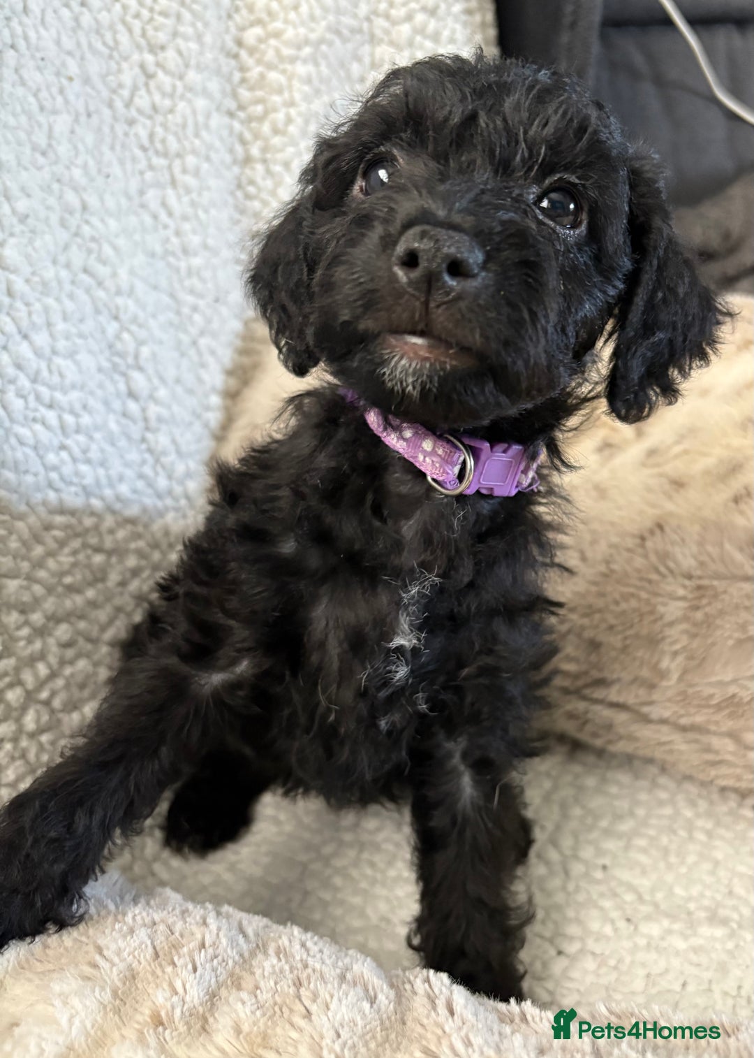 Mixed Breed dogs for sale: Patterdale cross - Image 16