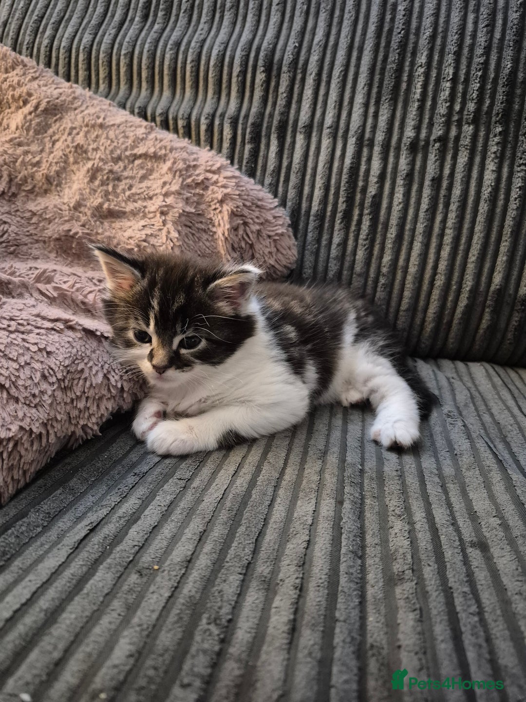 Maine Coon cats for sale: Mainecoon x domestic  - Advert 7