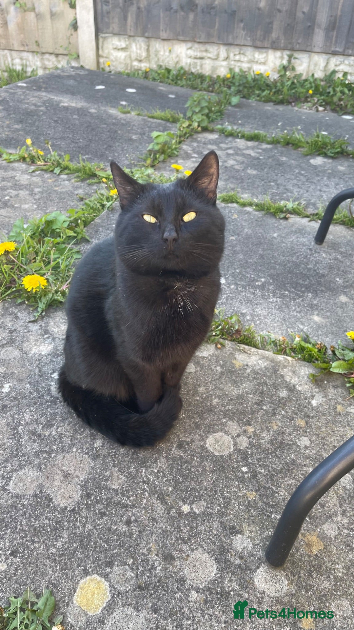 Mixed Breed cats Oscar is looking for a loving home - Advert 2