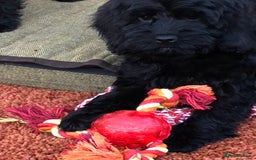 Cockapoo dogs for sale: Beautiful cockapoo f1 puppies - Image 15