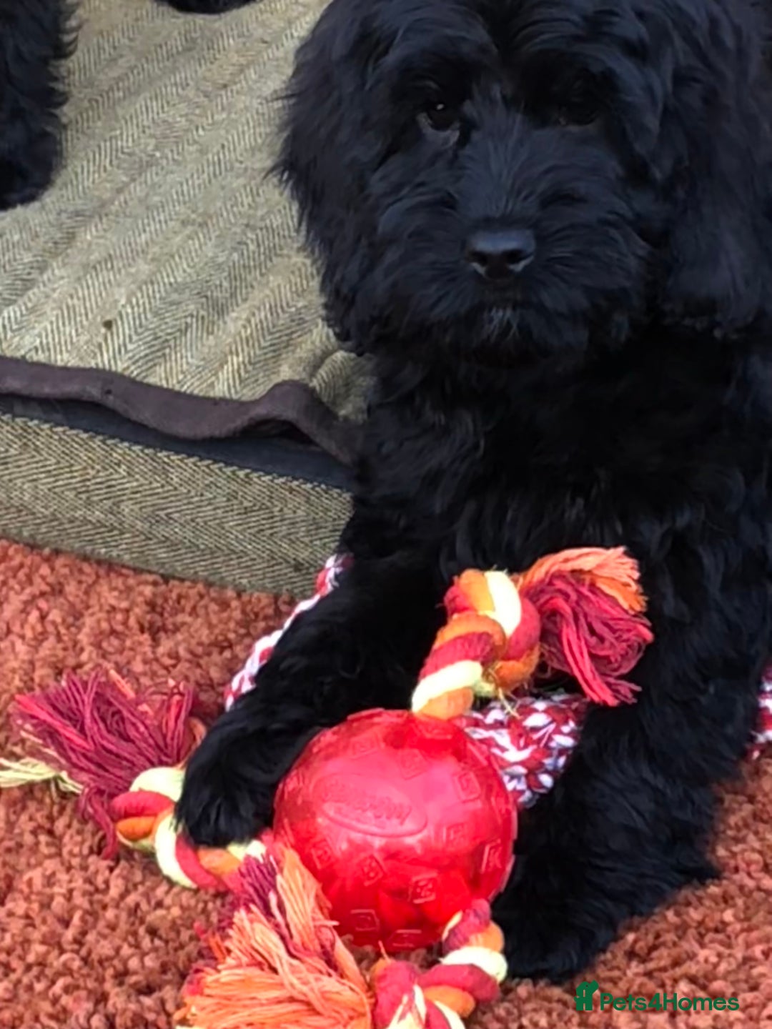 Cockapoo dogs for sale: Beautiful cockapoo f1 puppies - Image 15
