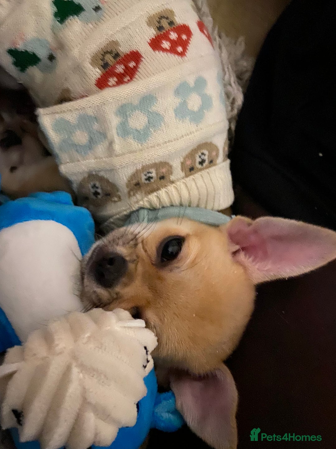 Chihuahua dogs for adoption: Adorable and cute Chihuahua Boy 12 wks - Advert 2