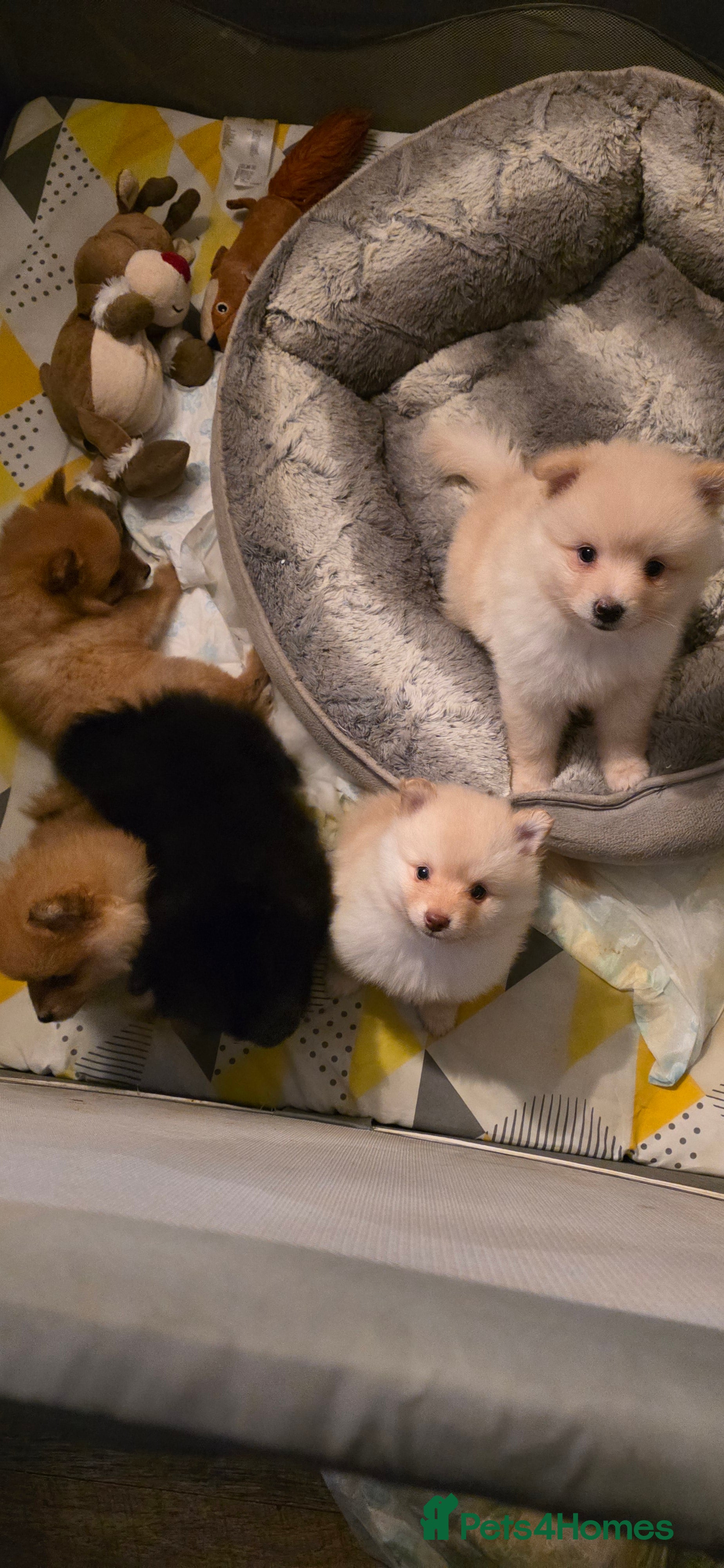 Pomeranian dogs Pomeranian puppy - Advert 10