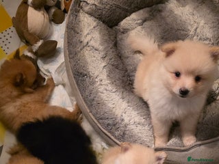 Pomeranian dogs Pomeranian puppies - Advert 1