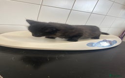 Mixed Breed cats for sale: Mainecoon and british shorthair mix  - Image 10