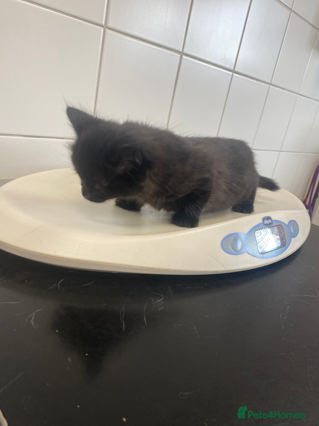 Mixed Breed cats for sale: Mainecoon and british shorthair mix  - Image 10