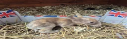Lionhead rabbits for sale: Double Mane Lionhead Bunnies  - Advert 8