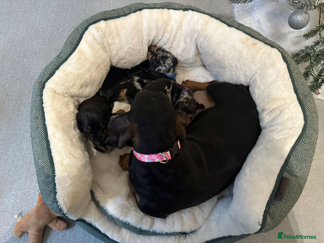 Miniature Dachshund dogs for sale: Miniature Dachshund Puppies - Advert 3