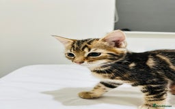 Mixed Breed cats for sale: Kittens ready to go - Image 29