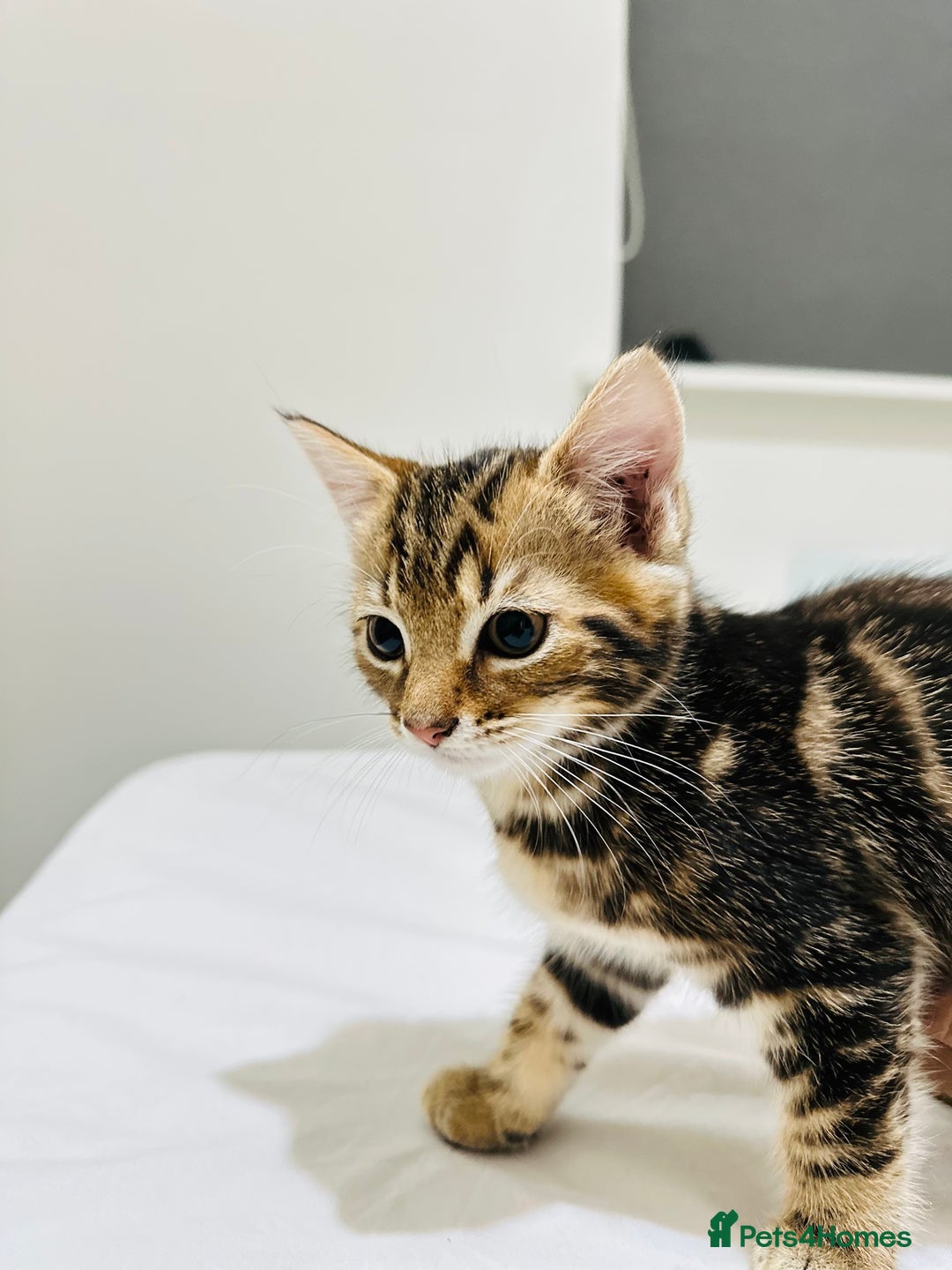 Mixed Breed cats for sale: Kittens ready to go - Image 29