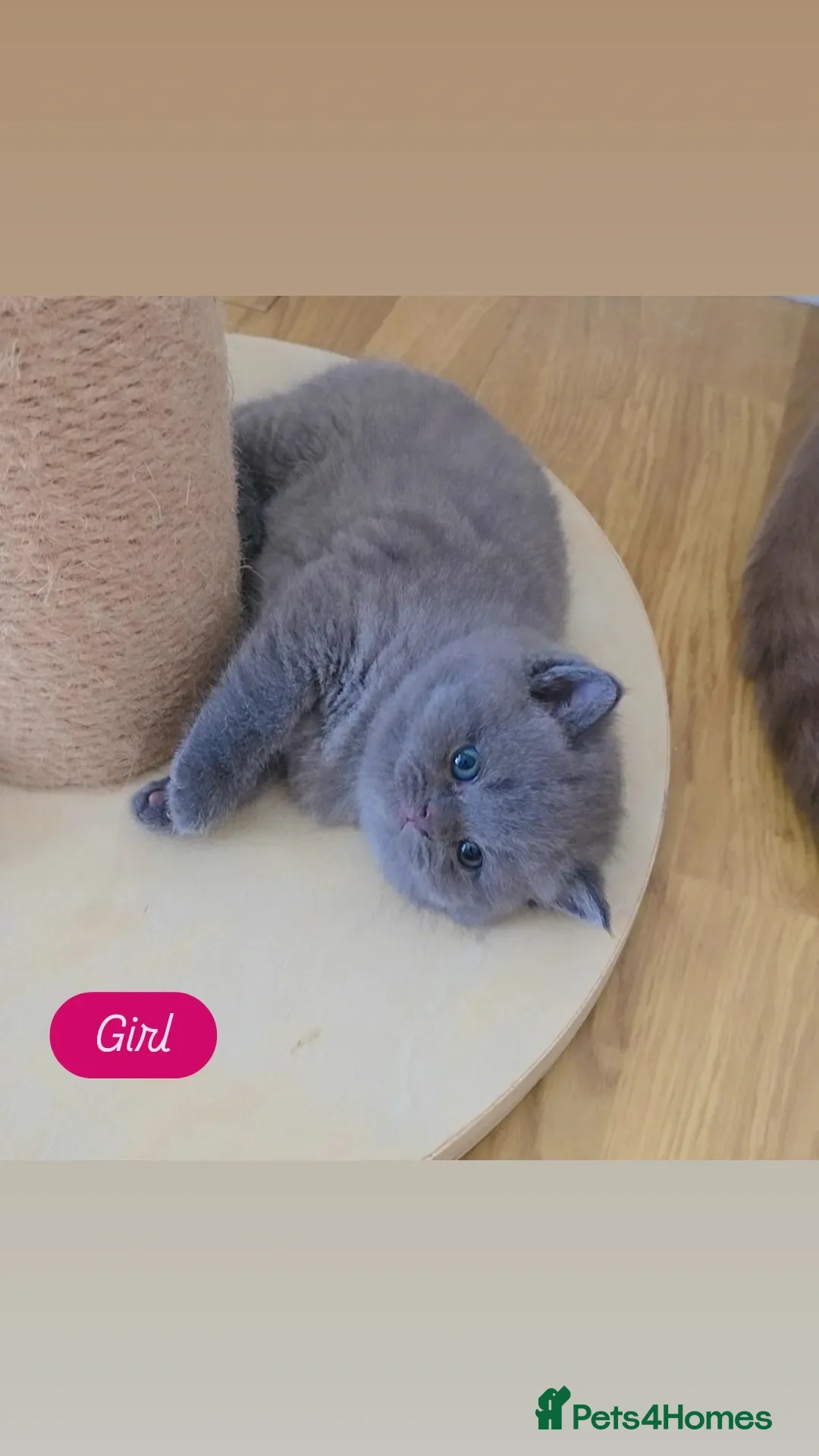 British Shorthair cats British Shorthair Kittens | Champion Lines - Advert 2