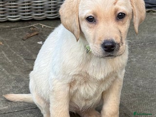 Labrador Retriever dogs - Advert 29