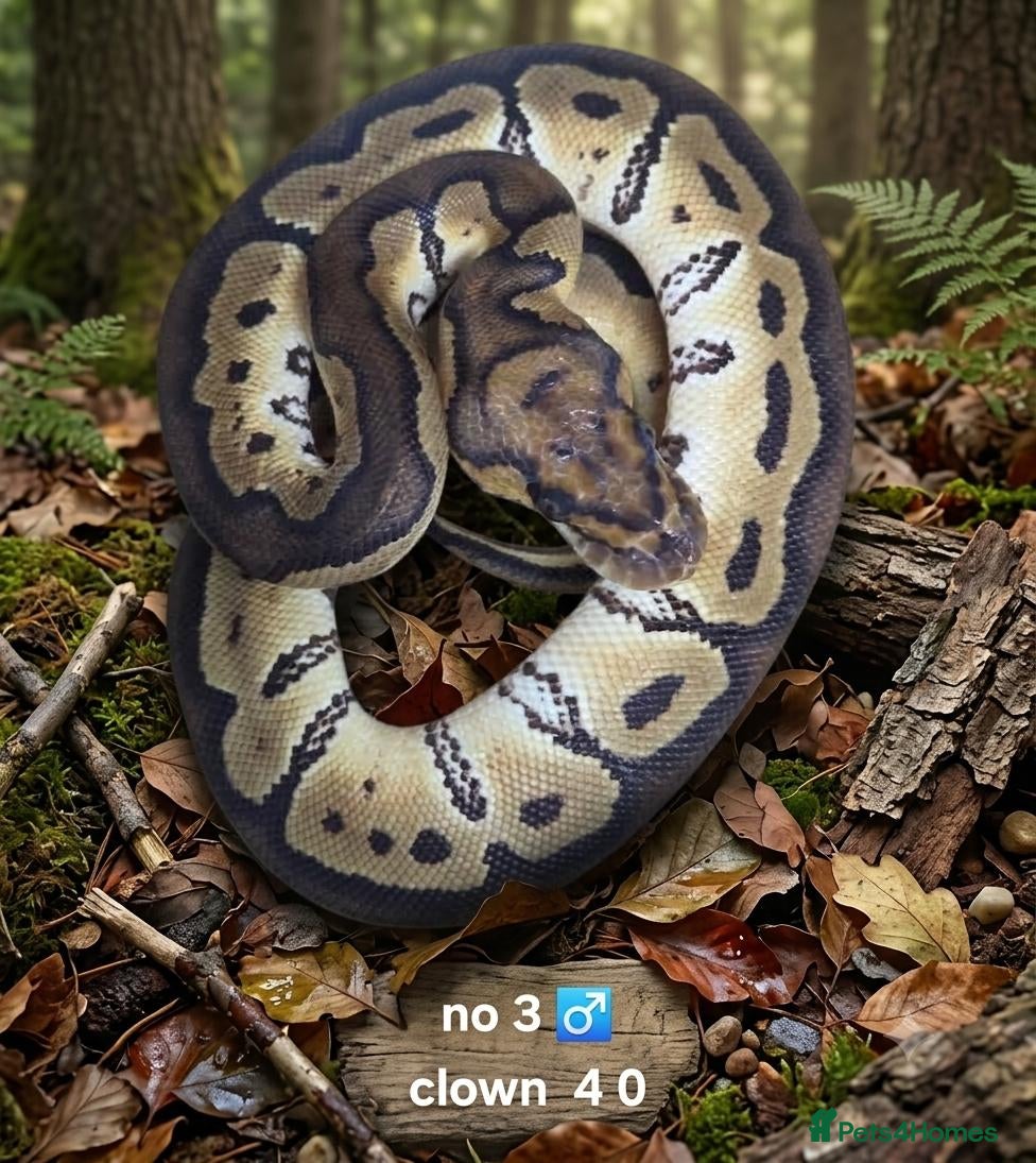 Python Snake reptiles  Various ball pythons  - Advert 8