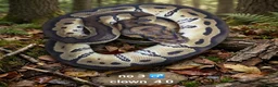 Python Snake reptiles for sale:  Various ball pythons  - Advert 1