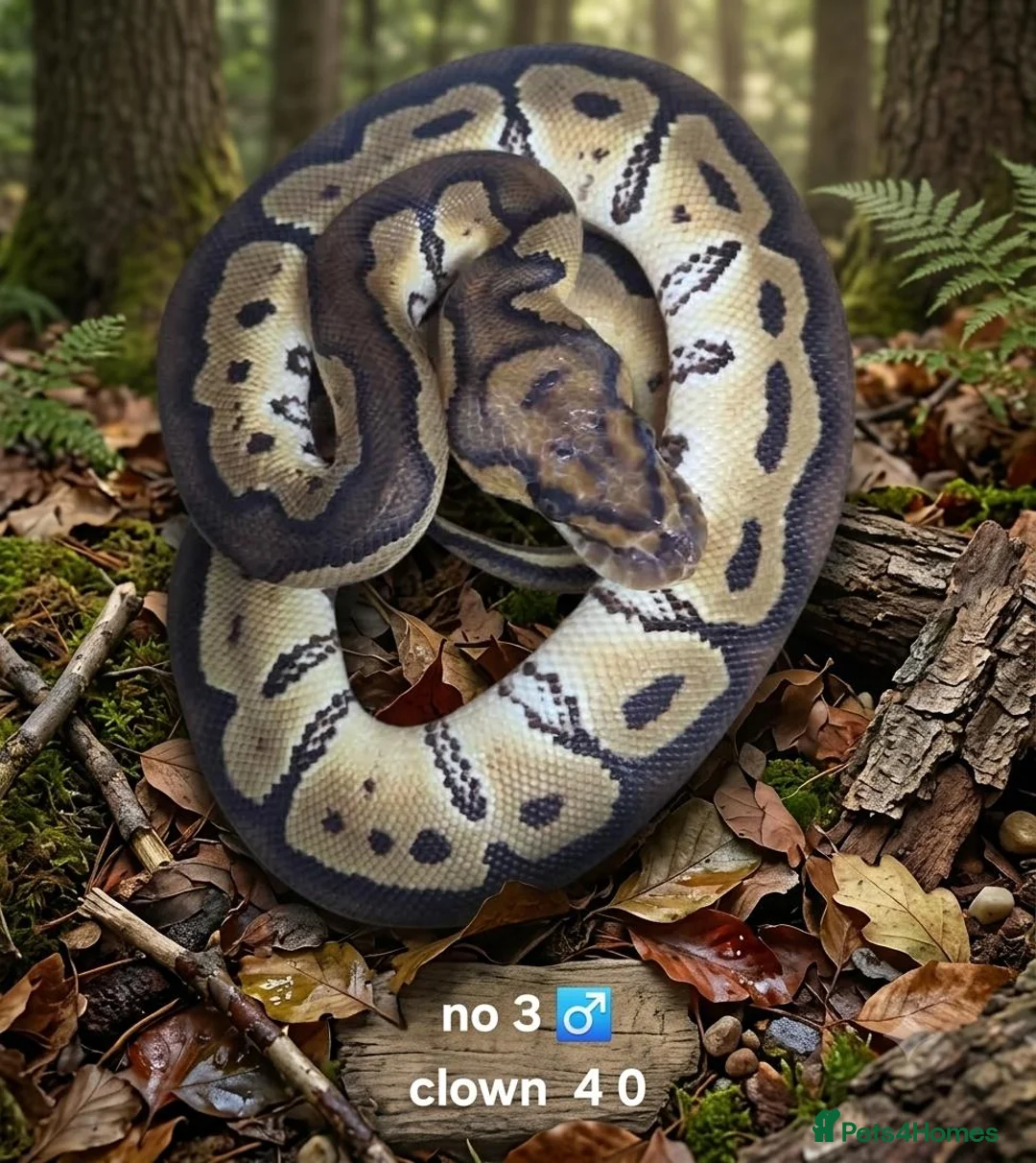 Python Snake reptiles for sale:  Various ball pythons  - Advert 1