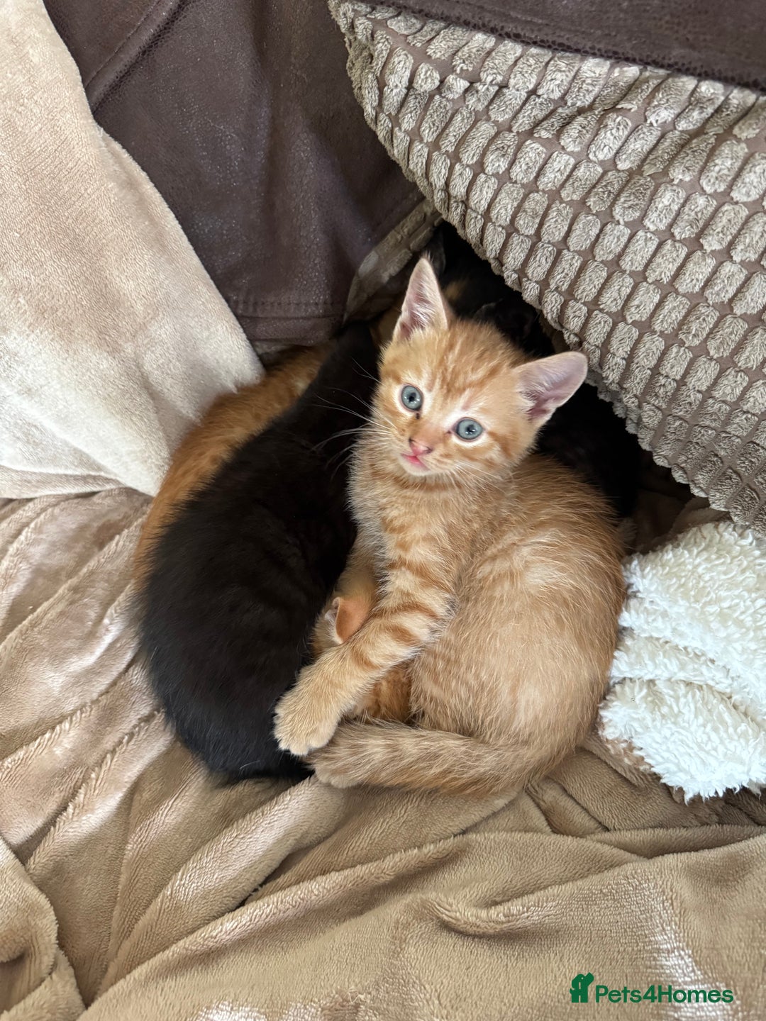 Mixed Breed cats for sale: Beautiful mixed breed kittens - Image 15