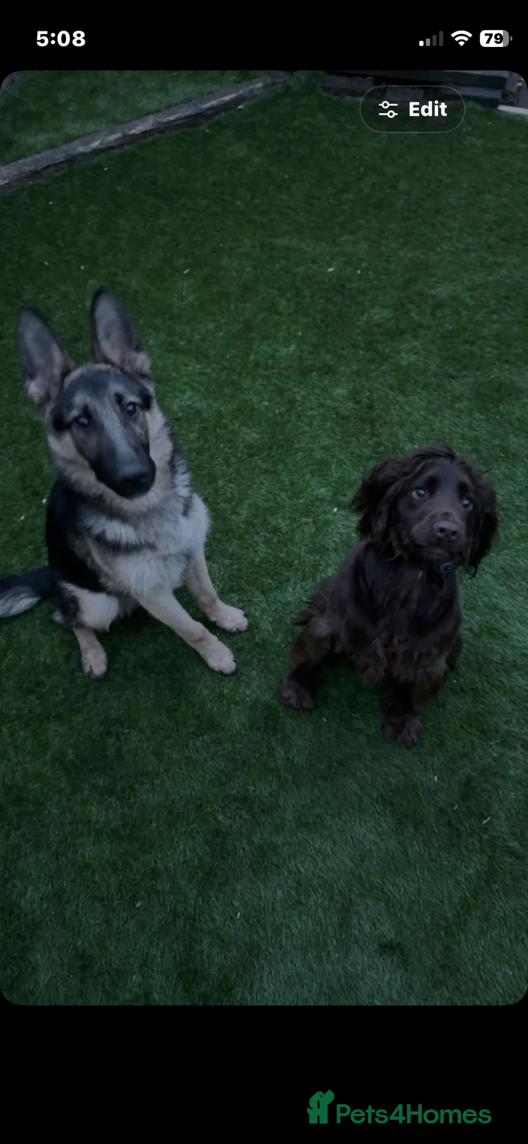 German Shepherd dogs for sale: Male German Shepherd reggie - Advert 2