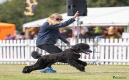 Standard Poodle dogs for sale: Black girl  - Image 6