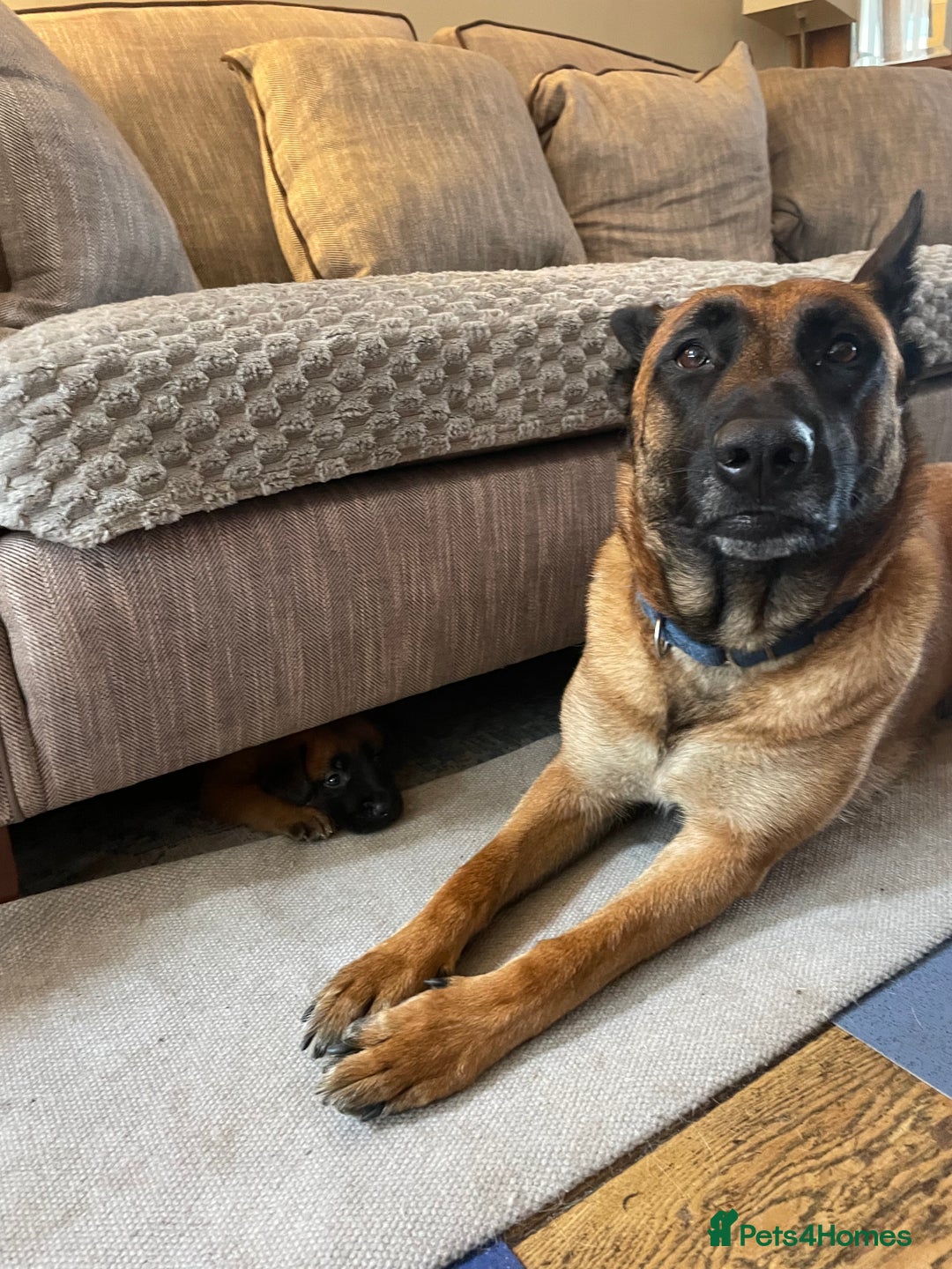 Belgian Shepherd Dog dogs for sale: KC registered Male Belgian Malinois pup  in Leeds - Image 6