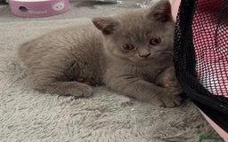 British Shorthair cats for sale: Gorgeous British Shorthair Kittens  - Image 3