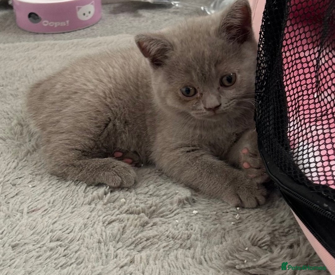 British Shorthair cats for sale: Gorgeous British Shorthair Kittens  - Image 3