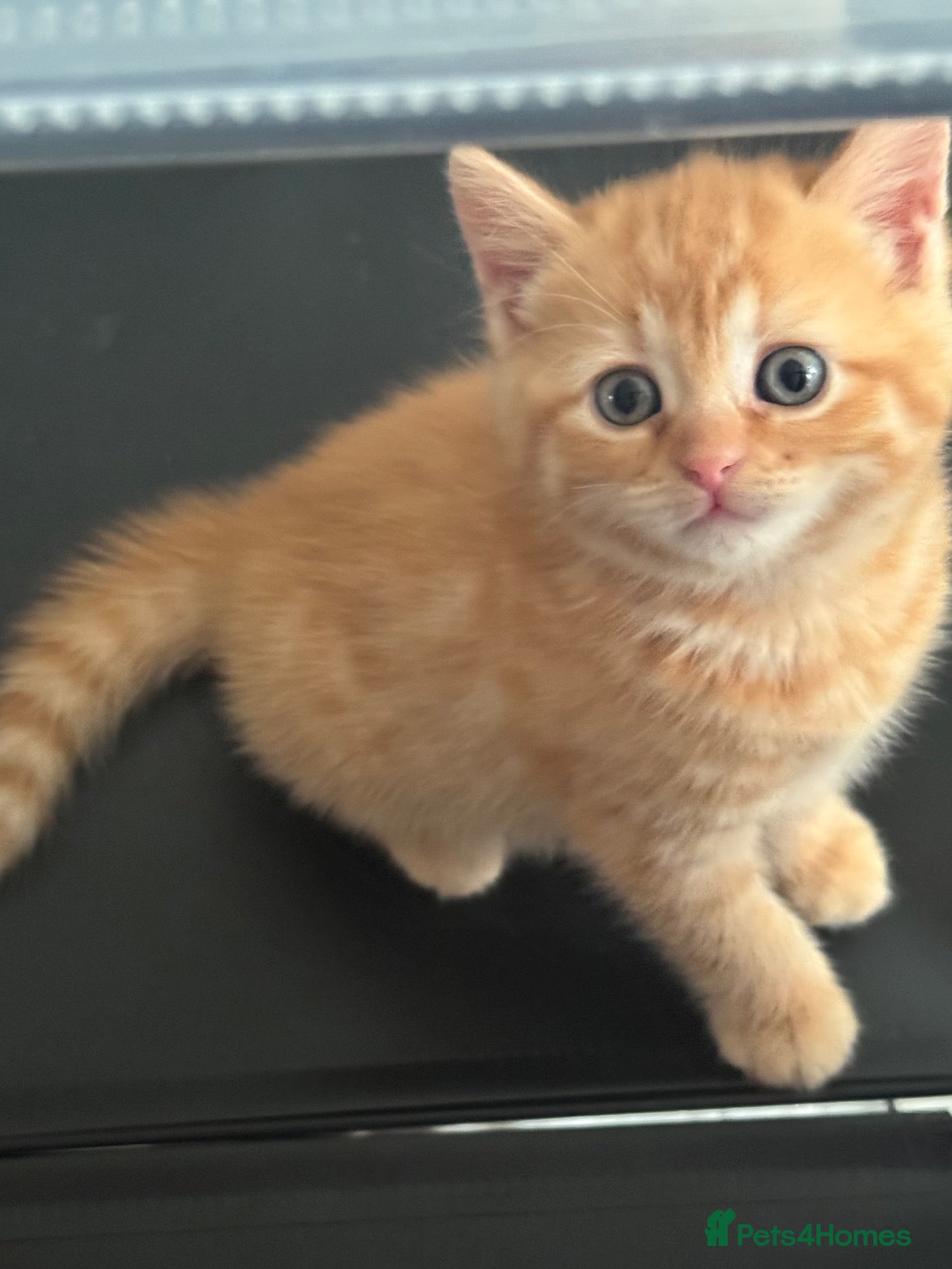 Scottish Fold cats British shorthair and Bengal kittens - Advert 2