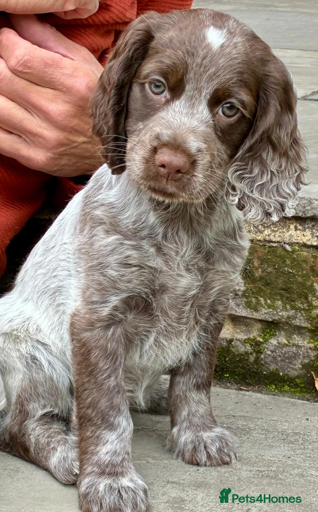 Cocker Spaniel dogs for stud: Proven KC Reg Health Tested Working Cocker in Aylesbury - Advert 9