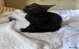 Mixed Breed cats for sale: 2 Adorable Black Girl Kittens Looking for Homes - Image 4