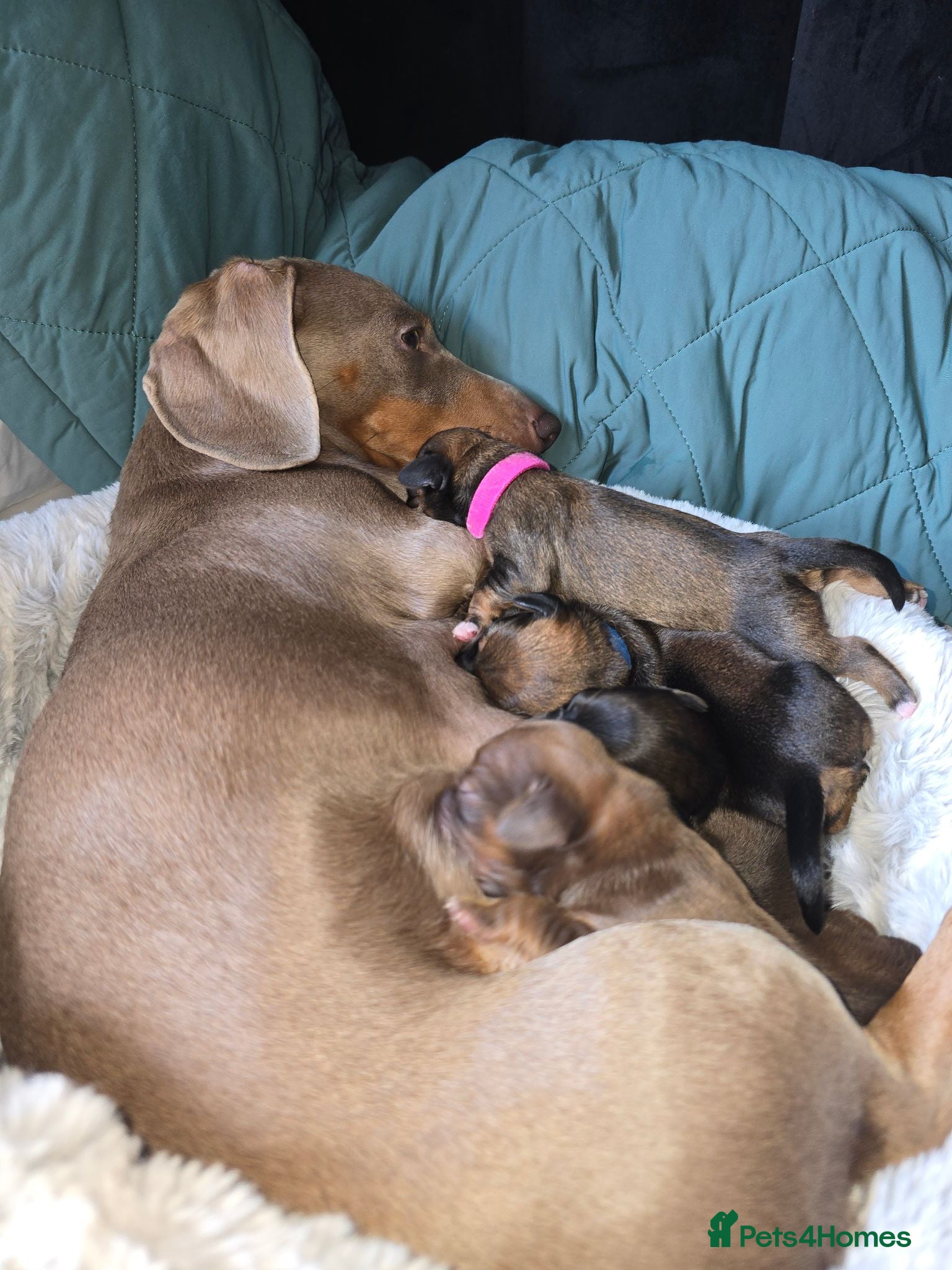 Mixed Breed dogs Mini Dachshund cross F1 Schion pups - Advert 1