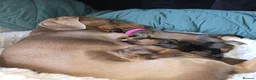Mixed Breed dogs for sale: Mini Dachshund cross F1 Schion pups in Paisley - Advert 1