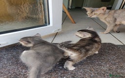 Mixed Breed cats for sale: Abyssinian x Snow Bengal  - Image 17