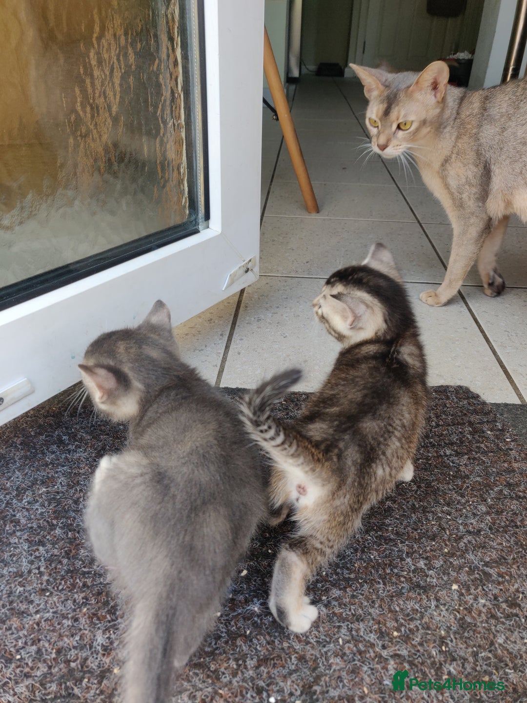 Mixed Breed cats for sale: Abyssinian x Snow Bengal  - Image 17