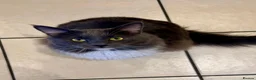 British Shorthair cats for sale: Adorable british shorthair x ragamuffin kittens - Advert 17