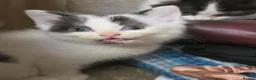 Mixed Breed cats for sale: 3 girl kitties available  in Smethwick - Advert 17