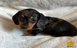 Miniature Dachshund dogs for sale: Adorable Miniature Dachshund Puppies - Image 32