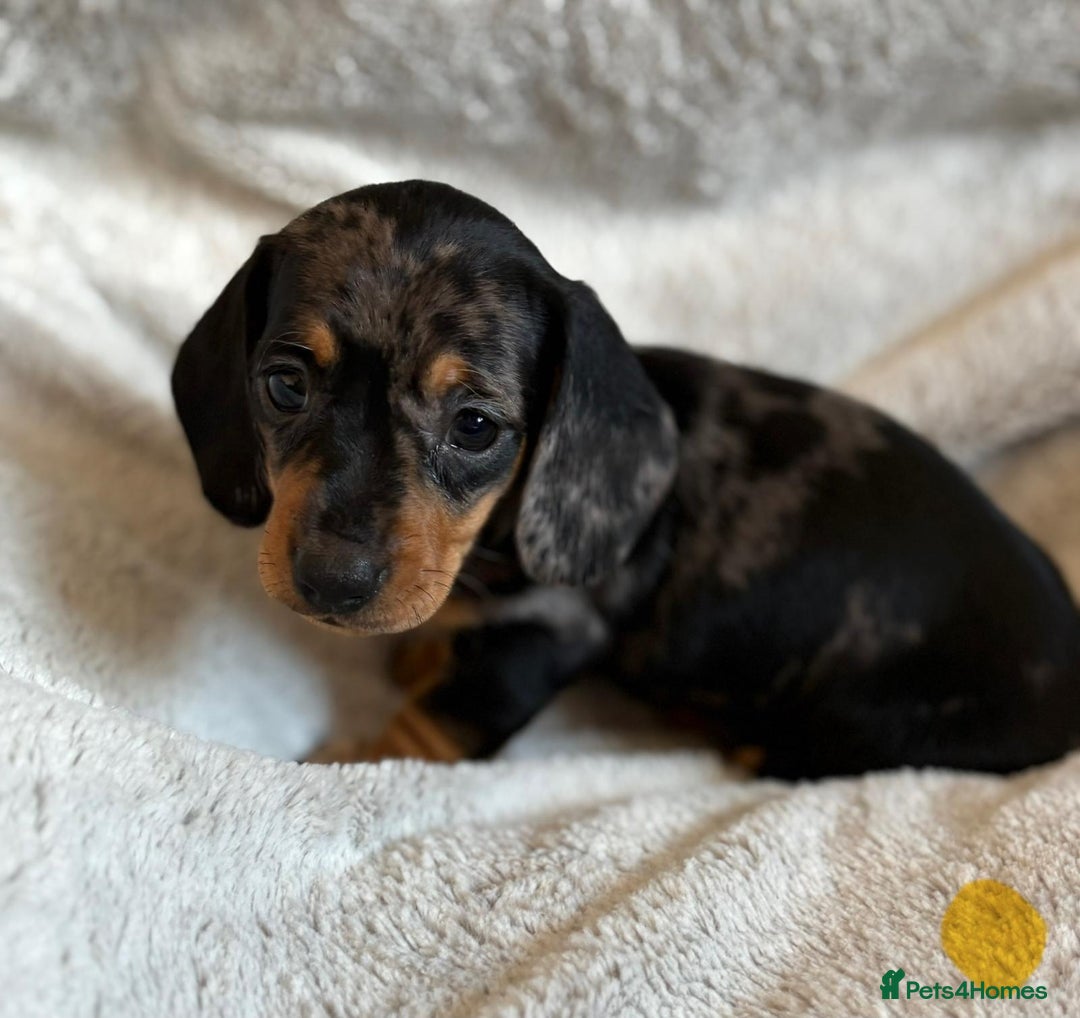 Miniature Dachshund dogs for sale: Adorable Miniature Dachshund Puppies - Image 32