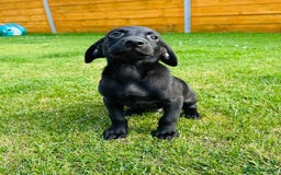 Labrador Retriever dogs for sale: KC registered Fox Red & Black Lab Babies 🐾🐾 in Diss - Image 8