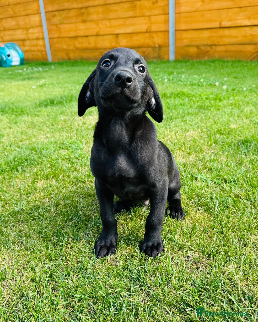 Labrador Retriever dogs for sale: KC registered Fox Red & Black Lab Babies 🐾🐾 in Diss - Image 8