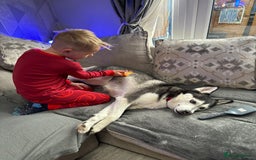 Siberian Husky dogs for sale: Siberian husky rehome - Image 4