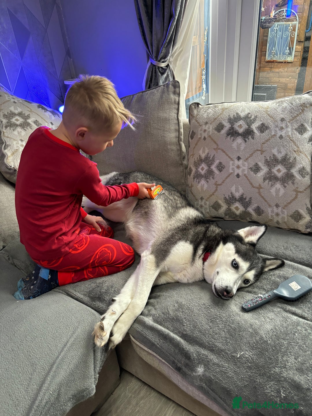 Siberian Husky dogs for sale: Siberian husky rehome - Image 4