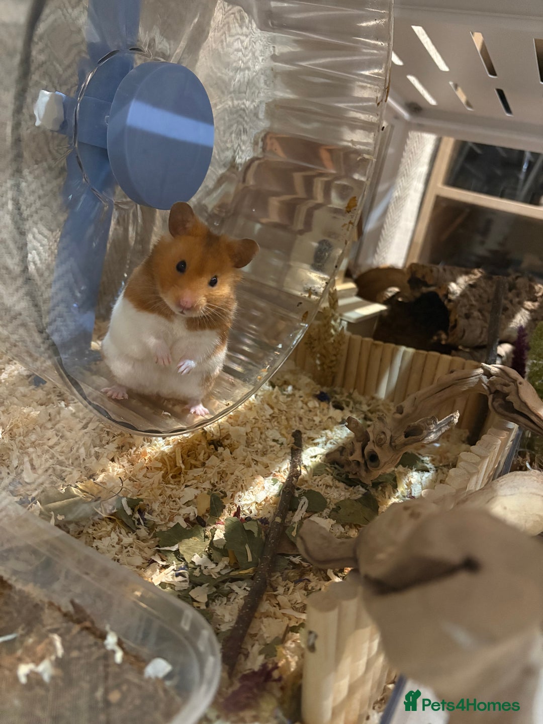 Hamster rodents for sale: Male Syrian Hamster - Advert 1