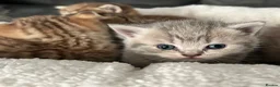 British Shorthair cats for sale: Gorgeous British shorthair kittens  - Advert 17