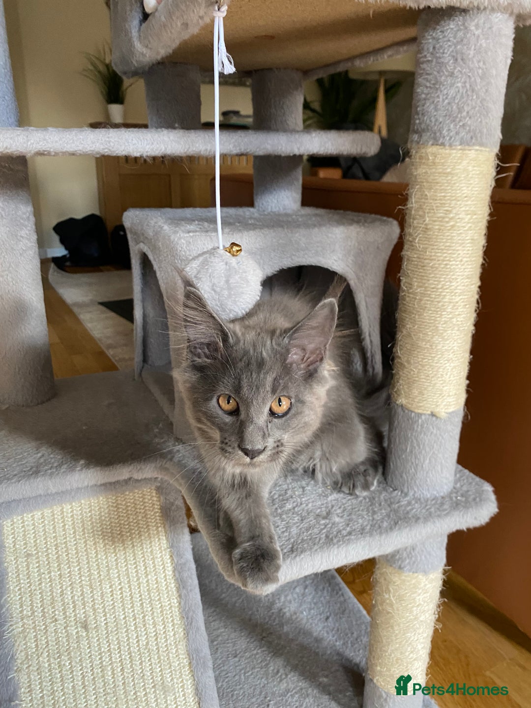 Maine Coon cats for sale: Maine Coon Kittens for sale solid blue is  female  - Image 3